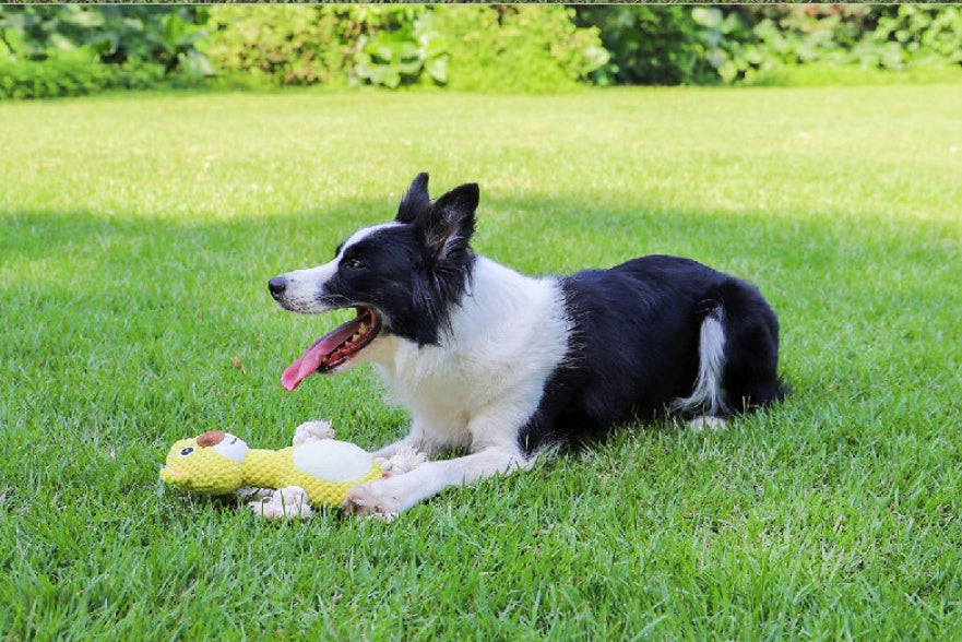 Bite-resistant Dog Toy