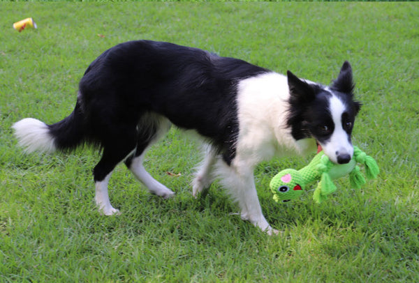 Bite-resistant Dog Toy